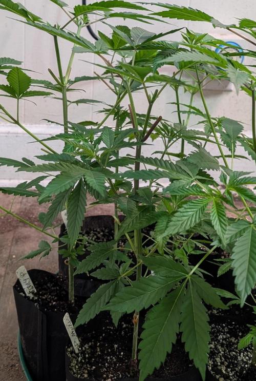 Permanent Marker. Week 8