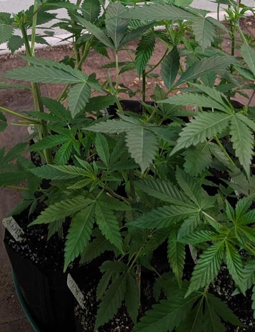 Permanent Marker. Week 8