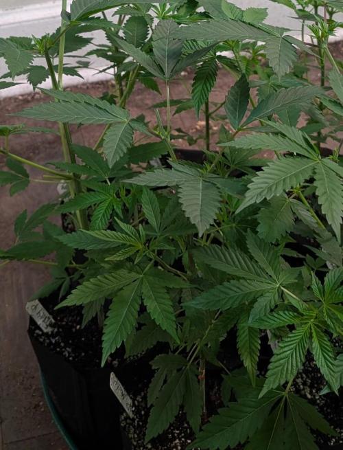 Permanent Marker. Week 8