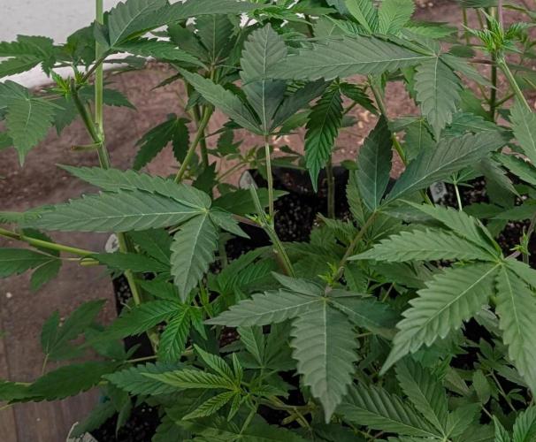 Permanent Marker. Week 8