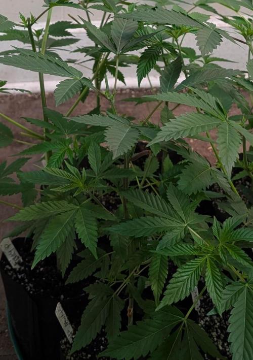 Permanent Marker. Week 8