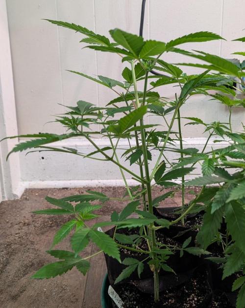 Fruity Pebbles. Week 8