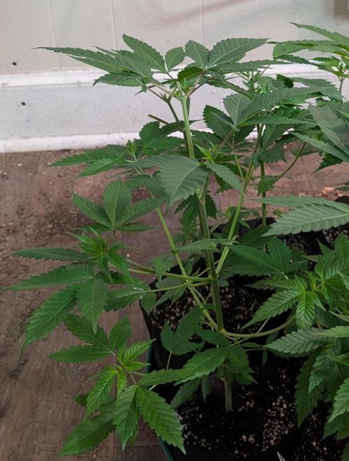 Fruity Pebbles. Week 8