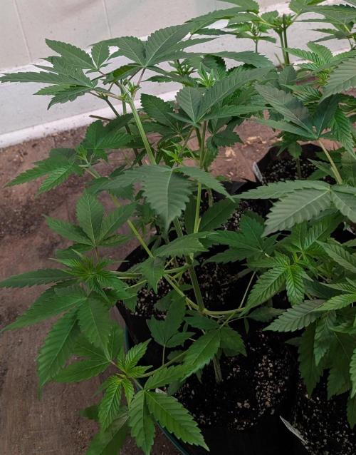 Fruity Pebbles. Week 8