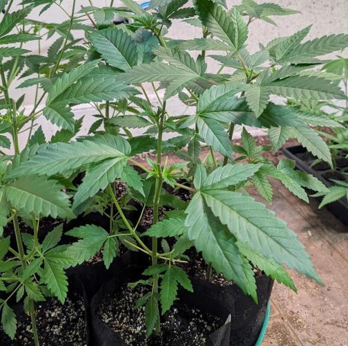 Pellezino Cookies. Week 8