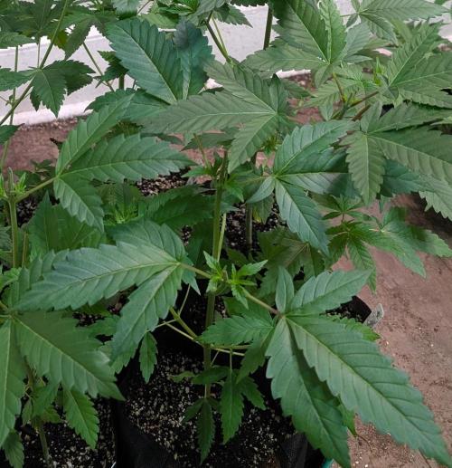 Pellezino Cookies. Week 8