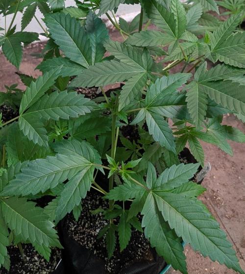 Pellezino Cookies. Week 8