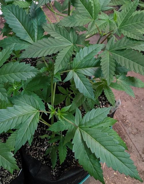 Pellezino Cookies. Week 8