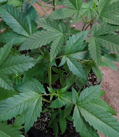 Pellezino Cookies. Week 8