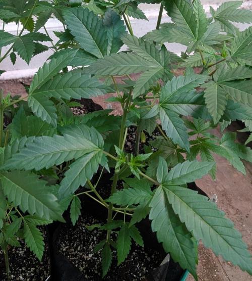 Pellezino Cookies. Week 8