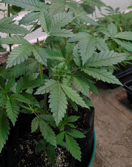 Forbidden Fruit. Week 8