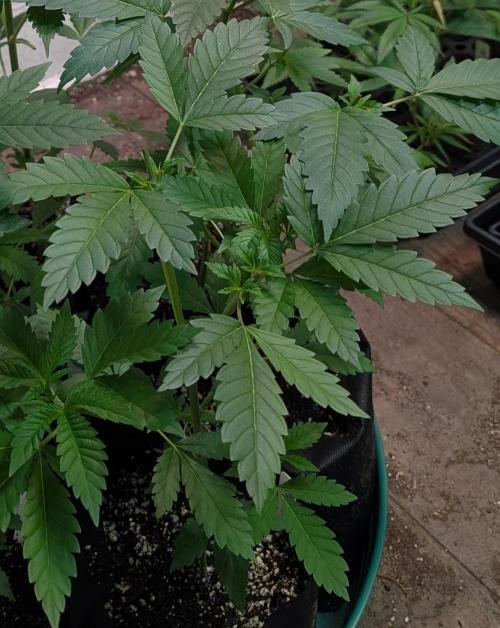 Forbidden Fruit. Week 8