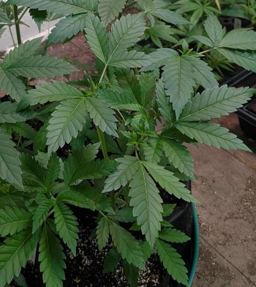 Forbidden Fruit. Week 8