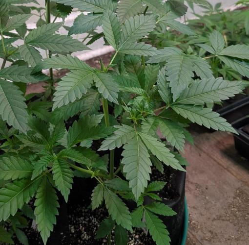 Forbidden Fruit. Week 8