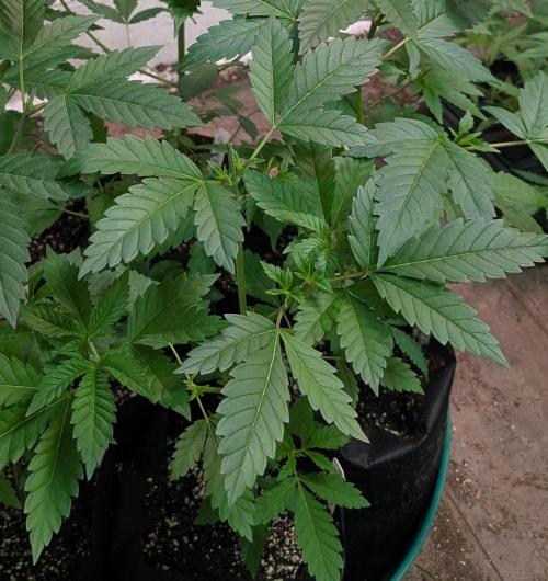 Forbidden Fruit. Week 8