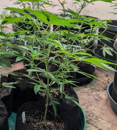 Sunset Sherbet. Week 8