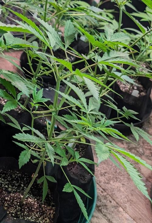 Sunset Sherbet. Week 8