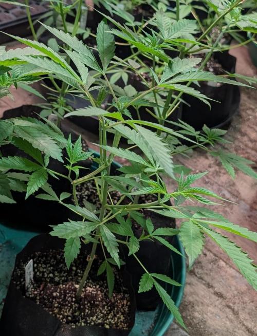 Sunset Sherbet. Week 8