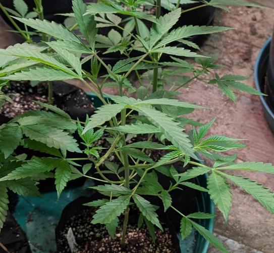 Sunset Sherbet. Week 8