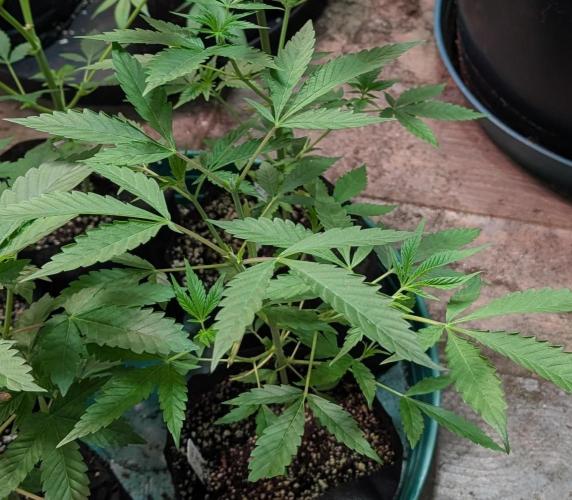 Sunset Sherbet. Week 8