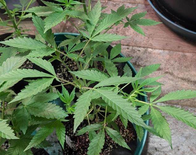 Sunset Sherbet. Week 8