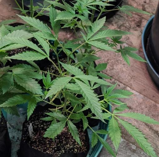 Sunset Sherbet. Week 8