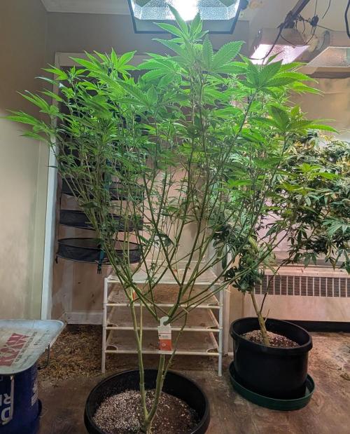 Killer Kush. Week 21