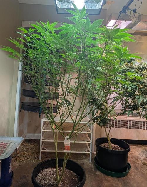 Killer Kush. Week 21