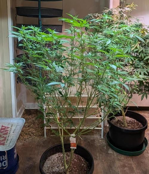 Killer Kush. Week 21