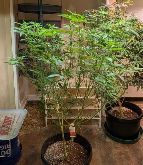 Killer Kush. Week 21