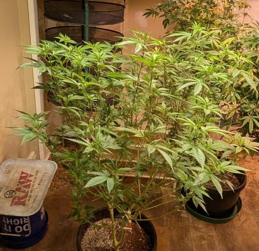 Killer Kush. Week 21