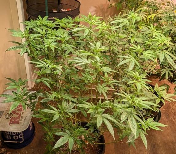 Killer Kush. Week 21