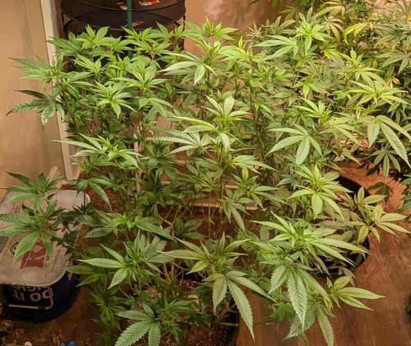 Killer Kush. Week 21