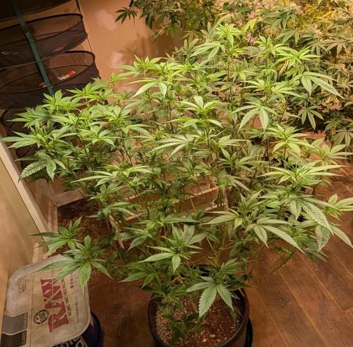 Killer Kush. Week 21