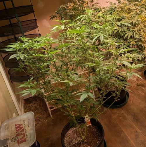 Killer Kush. Week 21