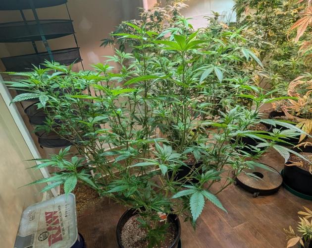 Killer Kush. Week 21