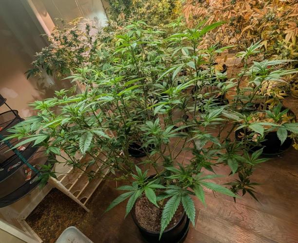 Killer Kush. Week 21