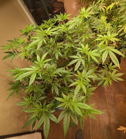 Killer Kush. Week 21