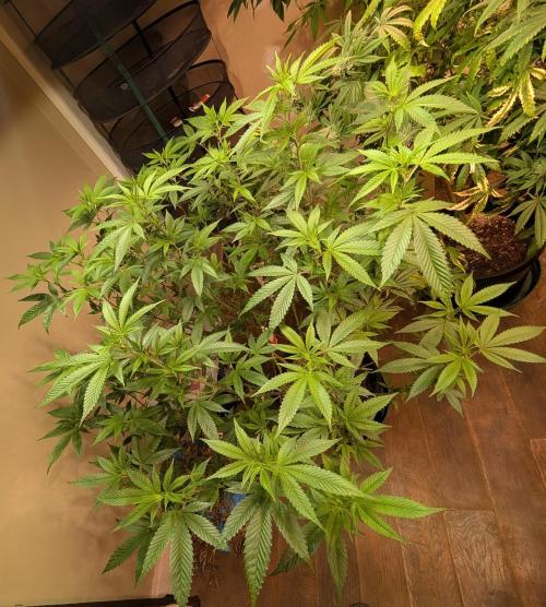 Killer Kush. Week 21