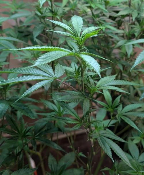 Killer Kush. Week 21