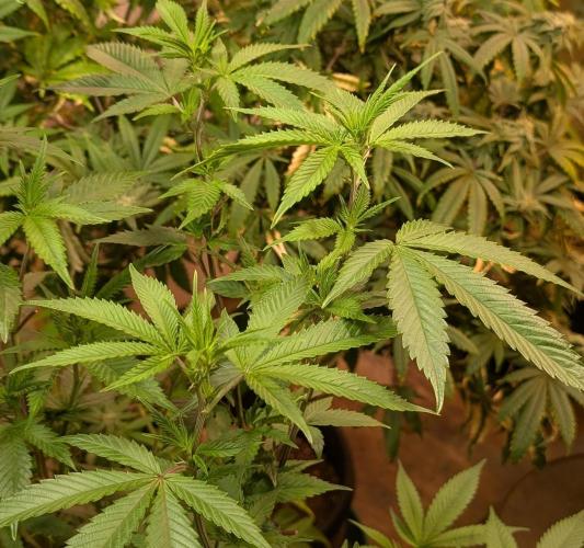 Killer Kush. Week 21