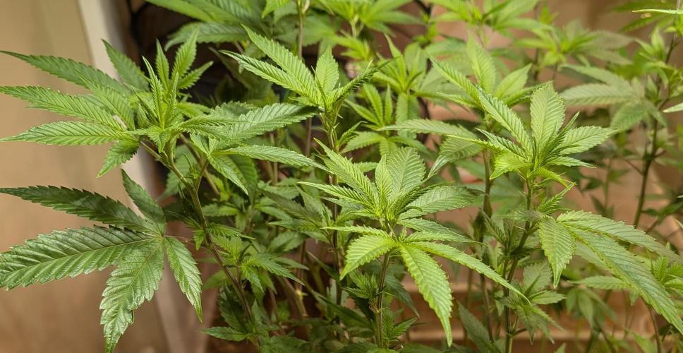 Killer Kush. Week 21