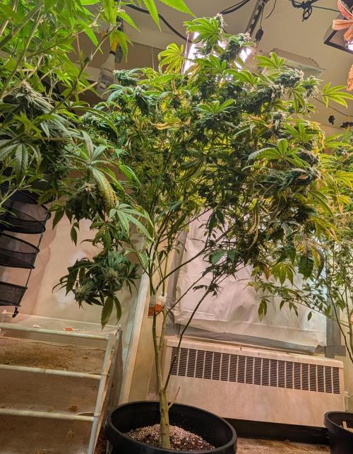 Strawberry Banana. Week 21