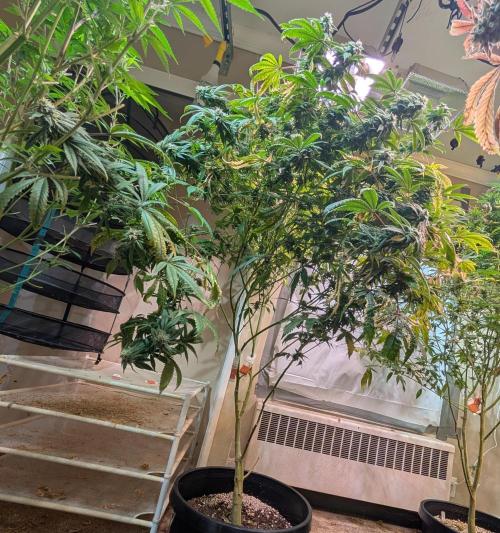 Strawberry Banana. Week 21