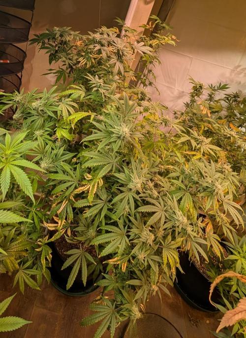 Strawberry Banana. Week 21