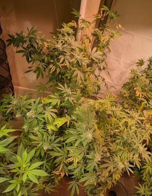 Strawberry Banana. Week 21