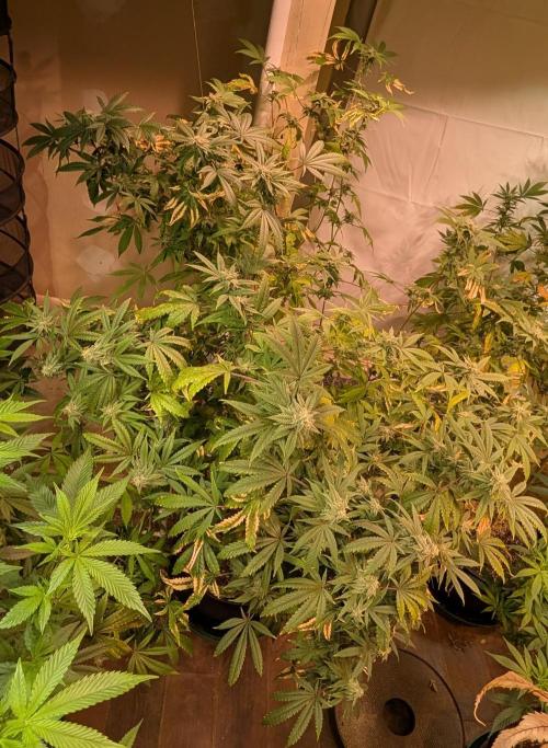 Strawberry Banana. Week 21