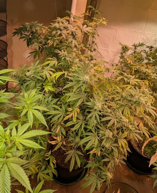 Strawberry Banana. Week 21