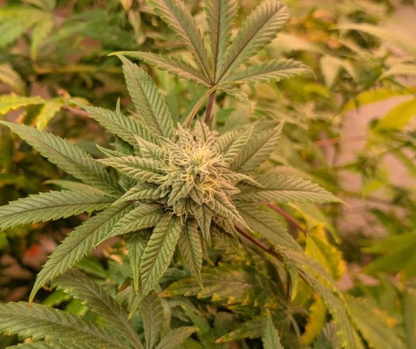 Strawberry Banana. Week 21