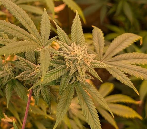 Strawberry Banana. Week 21